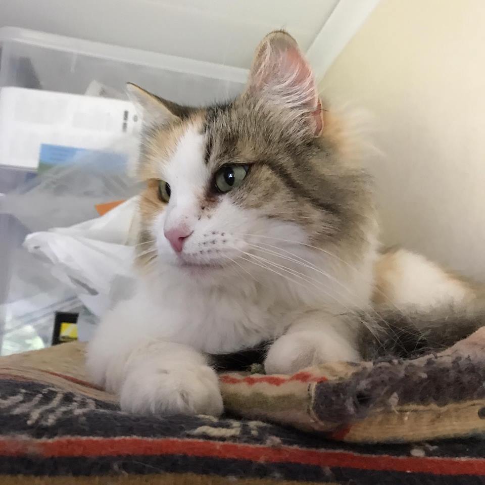 Sibirisk katt Colbie